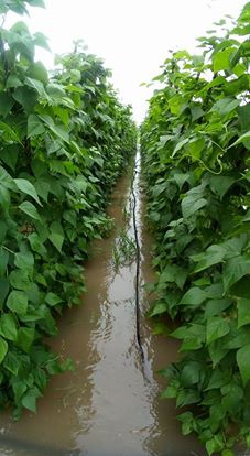 Çarşamba Ahubaba Köyü Resimleri 4