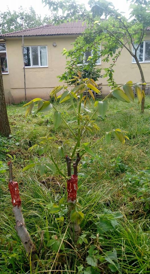 Çarşamba Ahubaba Köyü Resimleri 5