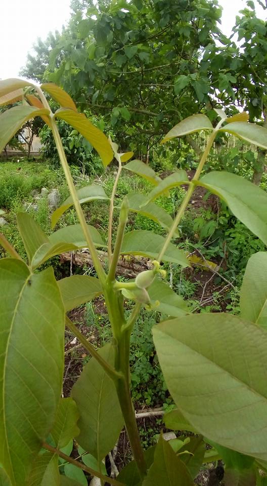 Çarşamba Ahubaba Köyü Resimleri 8