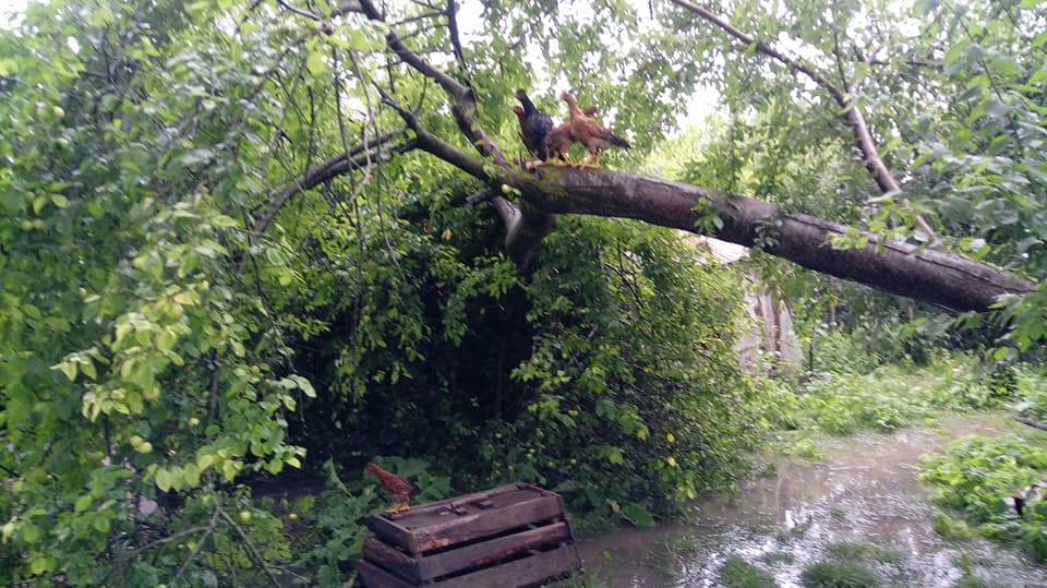 Çarşamba Ahubaba Köyü Resimleri 9