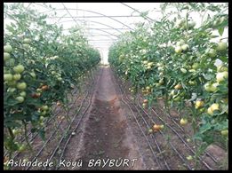 Bayburt Arslandede Köyü Resimleri 12