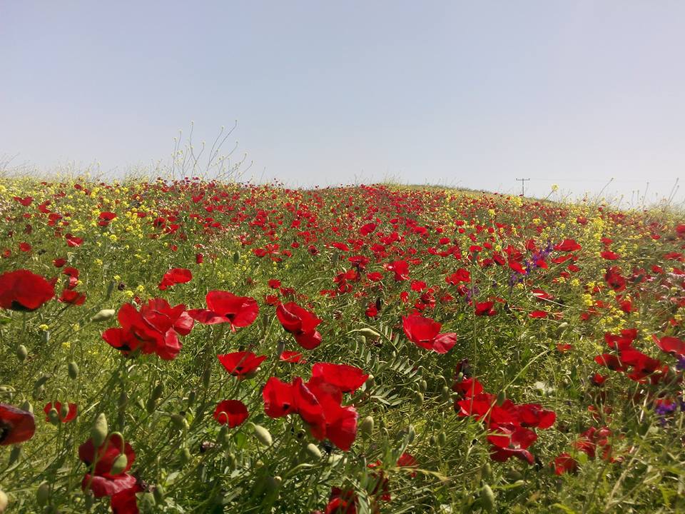 Bismil Boyacı Köyü Resimleri 1