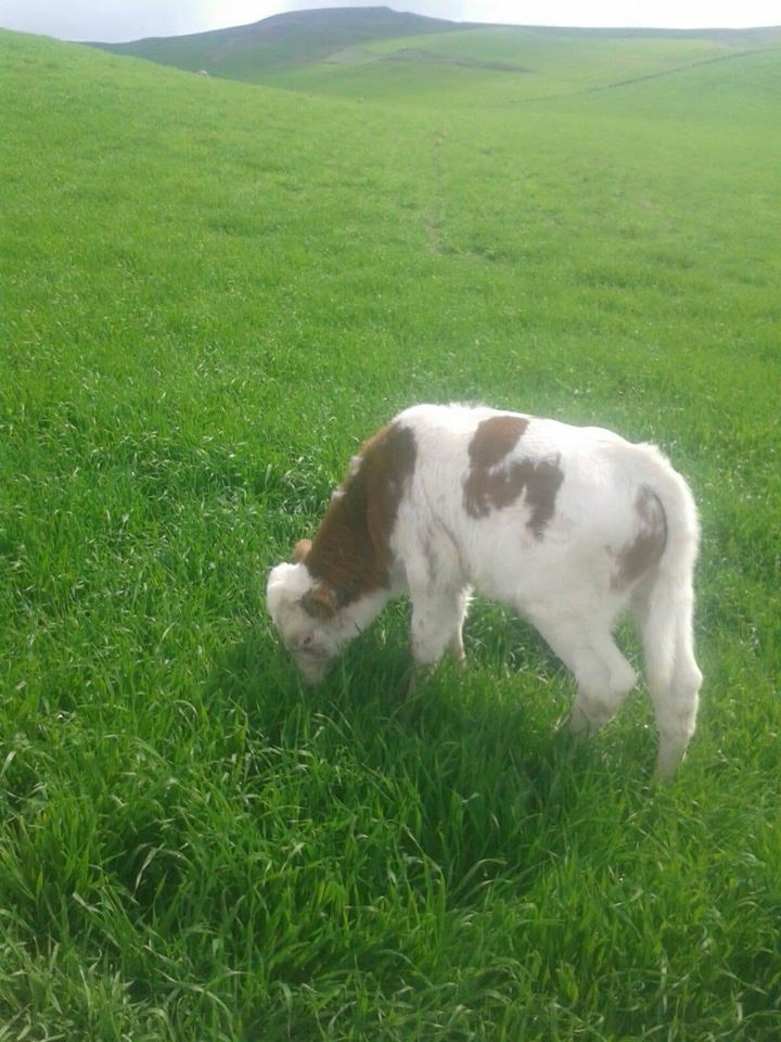 Bismil Boyacı Köyü Resimleri 3