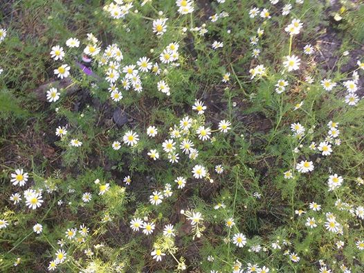 Çarşamba Akçatarla Köyü Resimleri 11