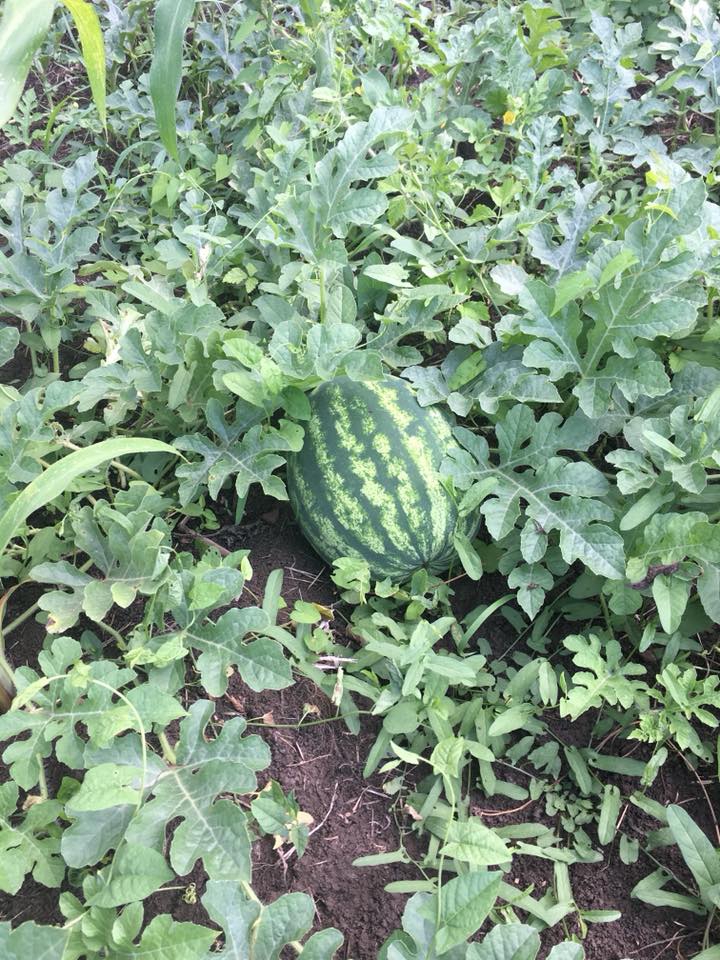 Çarşamba Akçatarla Köyü Resimleri 2