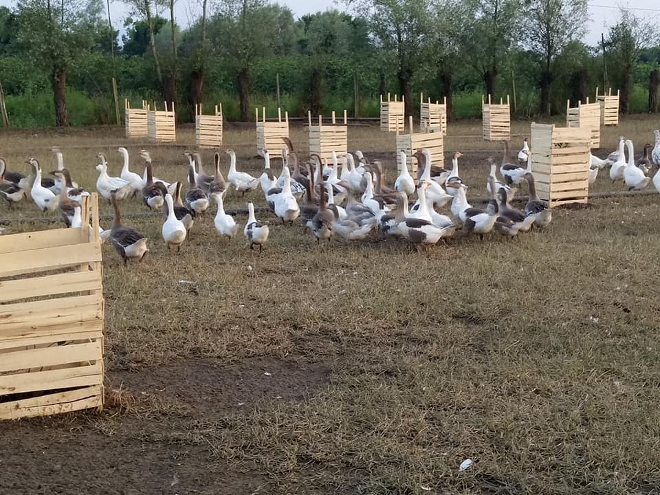 Çarşamba Akçatarla Köyü Resimleri 5