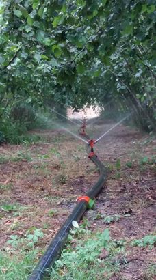 Çarşamba Akçatarla Köyü Resimleri 6