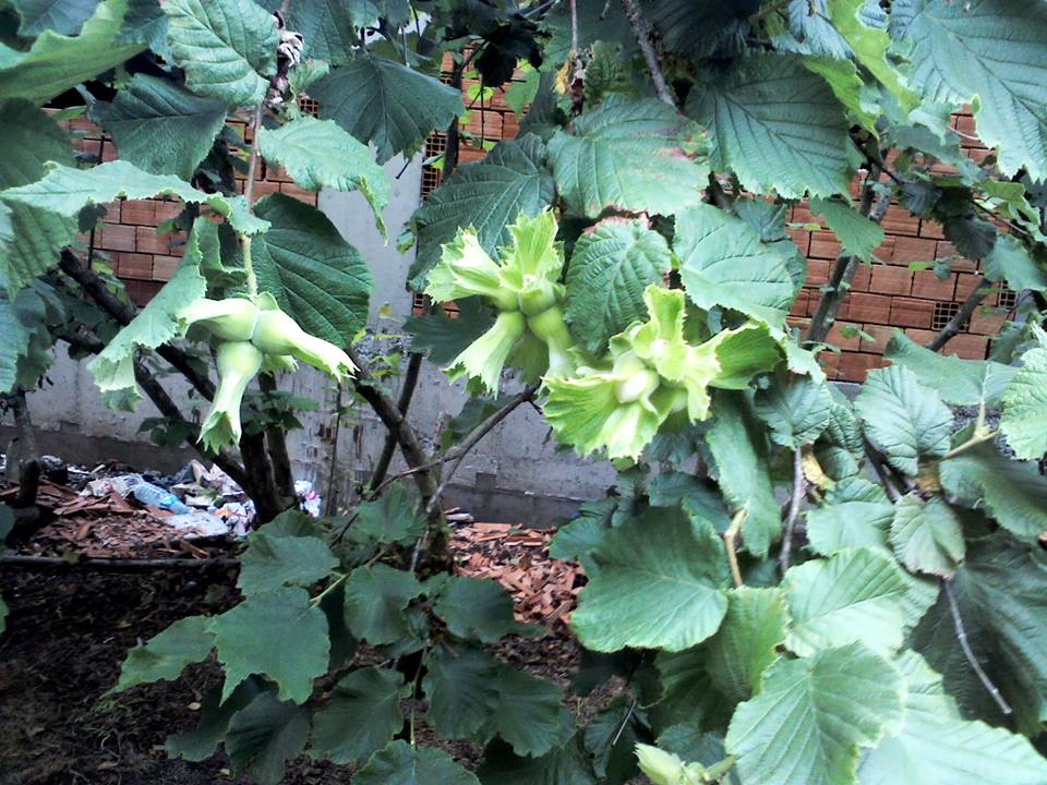 Çarşamba Akçatarla Köyü Resimleri 7