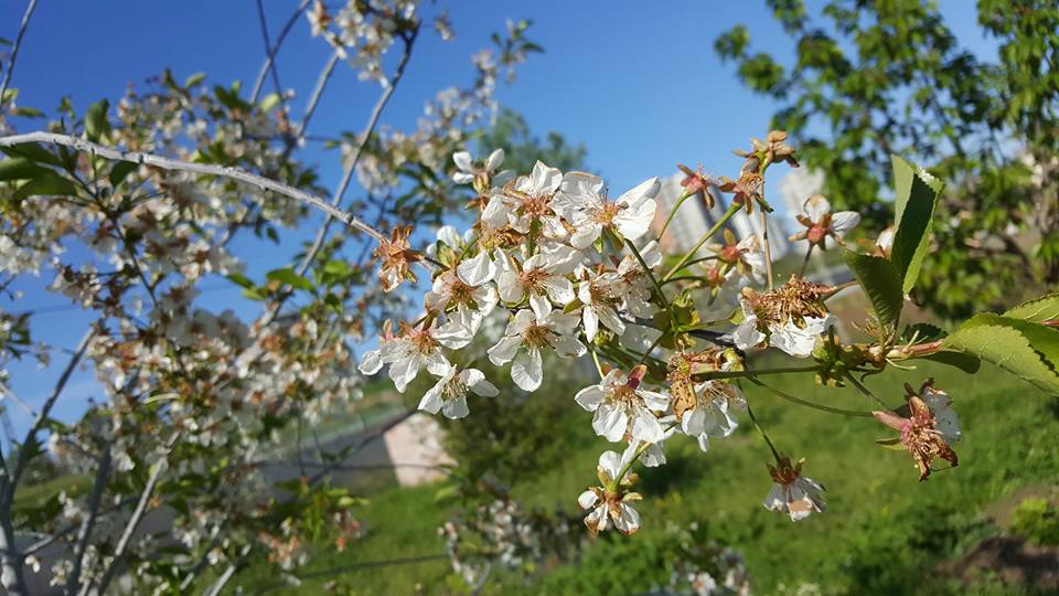 Çarşamba Akkuzulu Köyü Resimleri 1