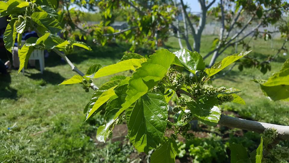 Çarşamba Akkuzulu Köyü Resimleri 6