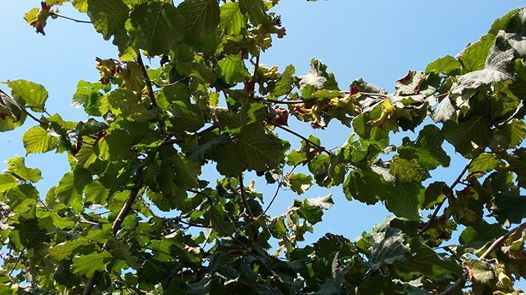 Çarşamba Alibeyli Köyü Resimleri 5