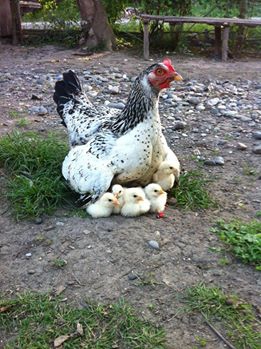 Çarşamba Allı Köyü Resimleri 10