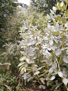 Çarşamba Allı Köyü Resimleri 2