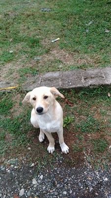 Çarşamba Allı Köyü Resimleri 3