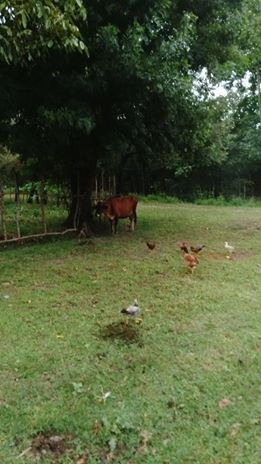 Çarşamba Allı Köyü Resimleri 4