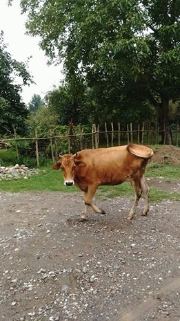 Çarşamba Allı Köyü Resimleri 5