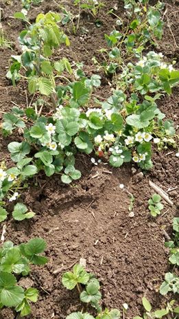 Çarşamba Aşağıdikencik Köyü Resimleri 3