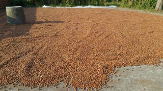 Çarşamba Aşağıdonurlu Köyü Resimleri 3