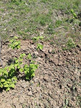 Çarşamba Aşağımusalla Köyü Resimleri 11