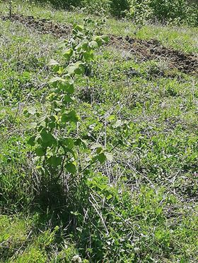 Çarşamba Aşağımusalla Köyü Resimleri 4