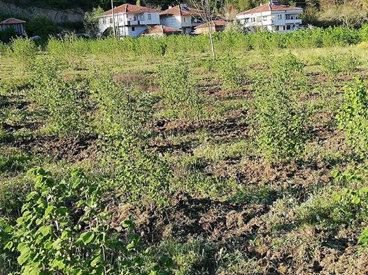 Çarşamba Aşağımusalla Köyü Resimleri 5