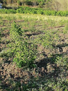 Çarşamba Aşağımusalla Köyü Resimleri 6