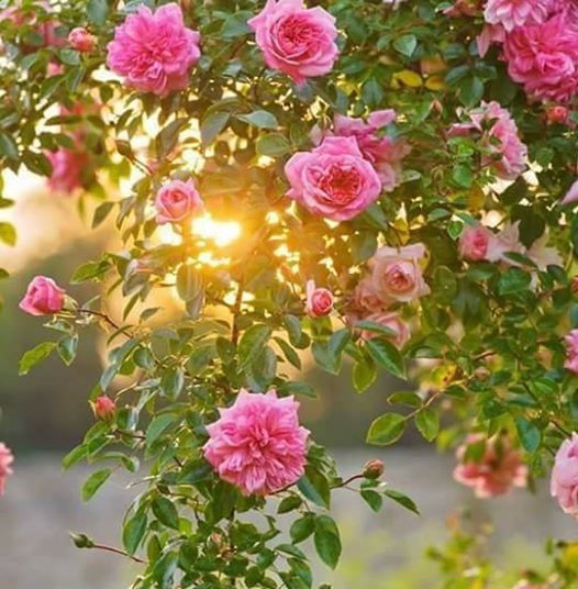 Çarşamba Aşağımusalla Köyü Resimleri 8