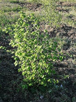 Çarşamba Aşağımusalla Köyü Resimleri 9