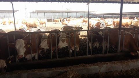 Babaeski Çiğdemli Köyü Resimleri 4