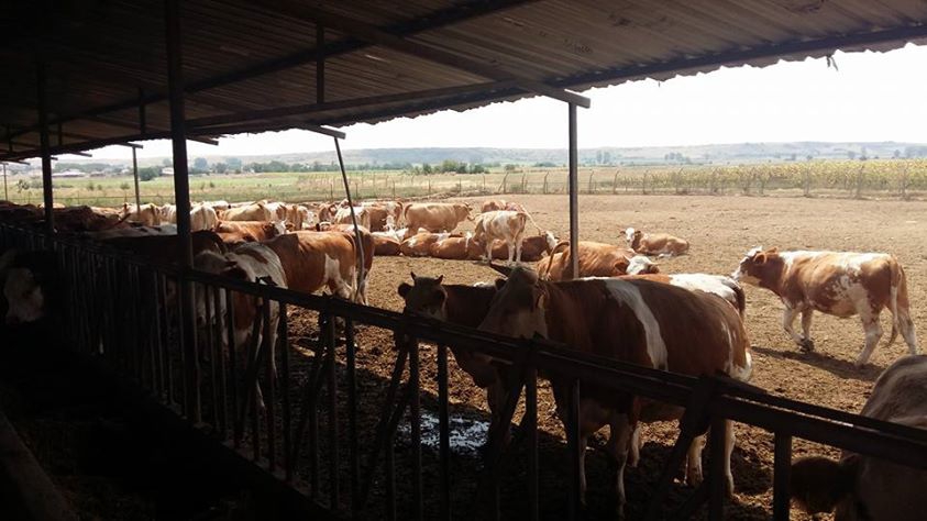 Babaeski Çiğdemli Köyü Resimleri 5