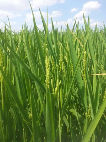 Babaeski Çiğdemli Köyü Resimleri 7