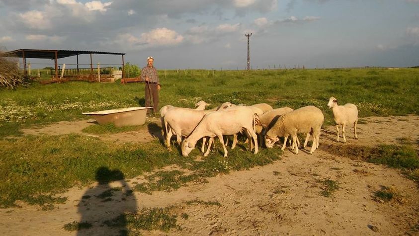 Babaeski Çiğdemli Köyü Resimleri 9