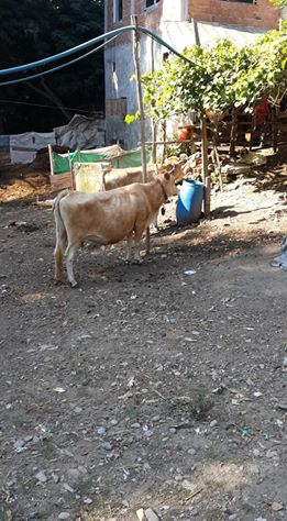 Çarşamba Aşıklı Köyü Resimleri 12