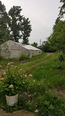 Çarşamba Ataköy Köyü Resimleri 12