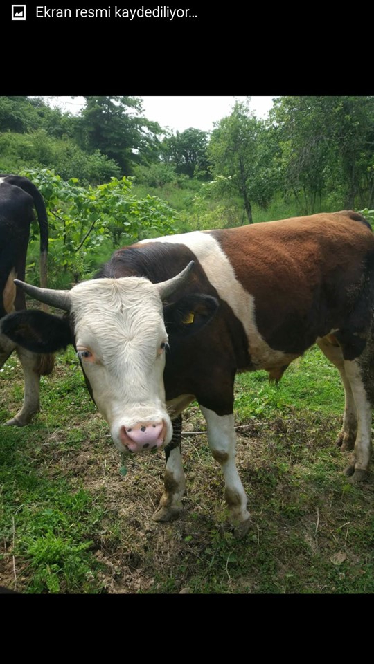 Çarşamba Ataköy Köyü Resimleri 7