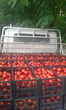 Çarşamba Bafracalı Köyü Resimleri 10