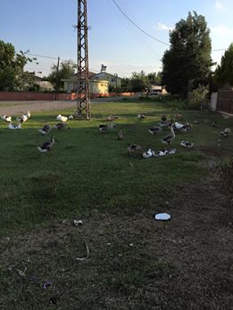 Çarşamba Bafracalı Köyü Resimleri 11