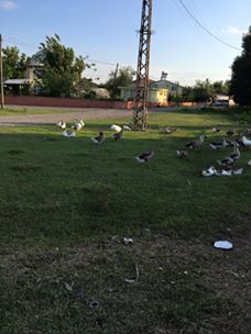 Çarşamba Bafracalı Köyü Resimleri 12