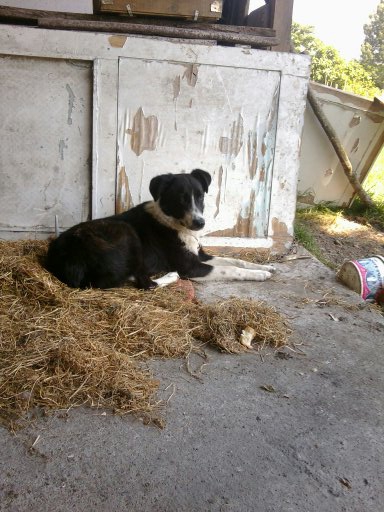 Çarşamba Bafracalı Köyü Resimleri 4