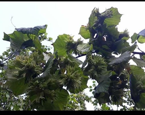 Çarşamba Bafracalı Köyü Resimleri 5