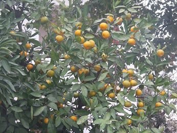 Çarşamba Bafracalı Köyü Resimleri 6