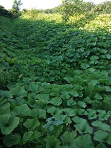 Çarşamba Bafracalı Köyü Resimleri 8