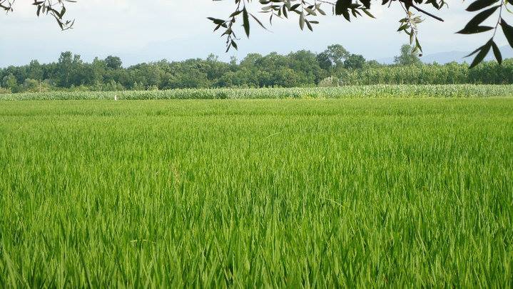 Çarşamba Bayramlı Köyü Resimleri 1
