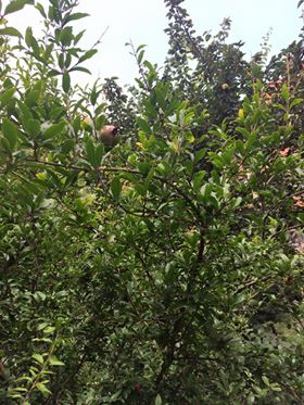 Çarşamba Beylerce Köyü Resimleri 1