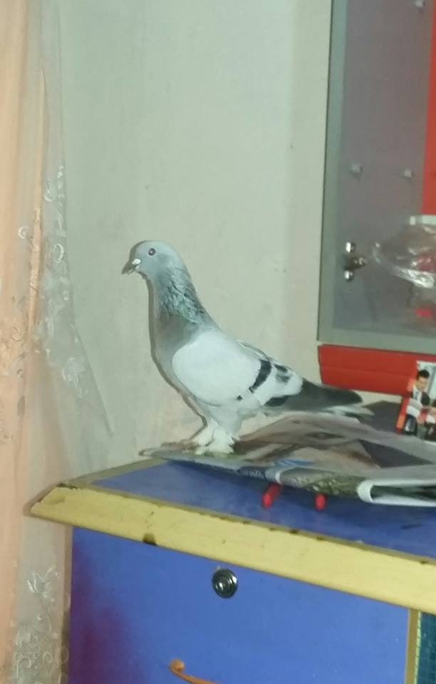 Çarşamba Beylerce Köyü Resimleri 11