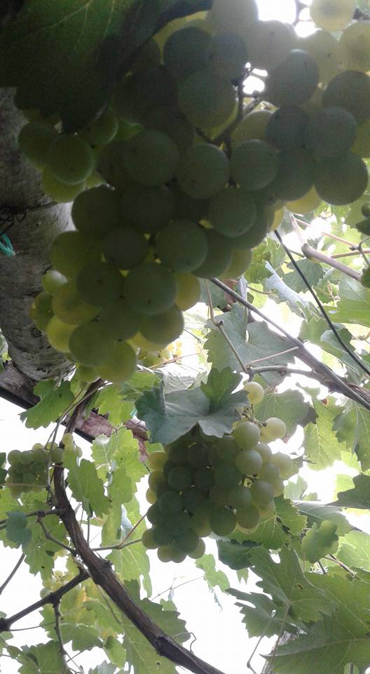 Çarşamba Beylerce Köyü Resimleri 7