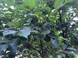 Çarşamba Beylerce Köyü Resimleri 8