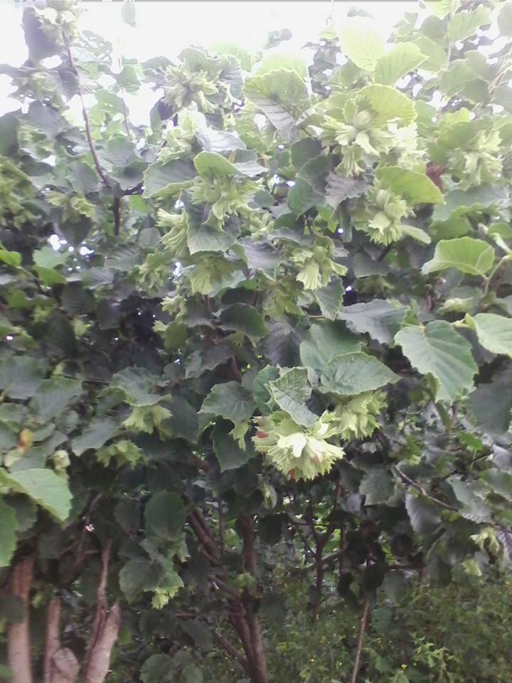 Çarşamba Beyyenice Köyü Resimleri 7