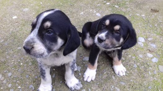 Çarşamba Bezirgan Köyü Resimleri 2