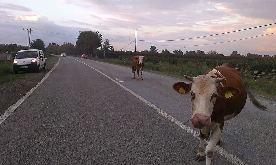 Çarşamba Boyacılı Köyü Resimleri 4
